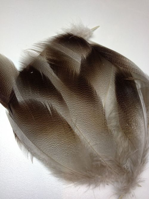 Bijoux Artisanat 100 Cock Pheasant flanc plumes de 2" à 5" fly tying 