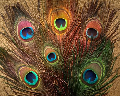 Nature's Spirit Peacock Sticks (Eye Plumes)