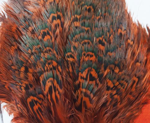 Nature's Spirit Ringneck Pheasant Rump Patch