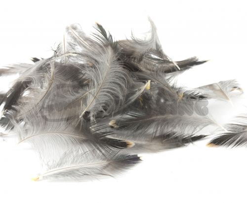 Nature's Spirit Select Starling Feathers