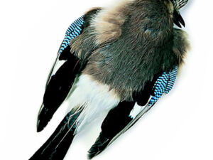 Chevron Jay Skin - Funky Fly Tying