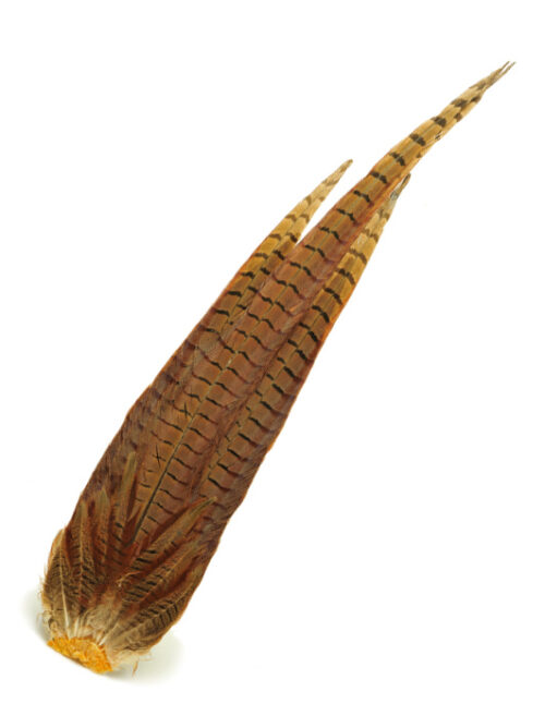 Chevron Cock Pheasant Complete Tail