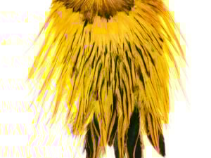 Funky Dyed Badger Saddle – Yellow Badger - Funky Fly Tying