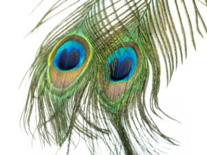 Funky Peacock Eyesticks - Funky Fly Tying