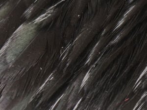 Hareline Hen Cape - Funky Fly Tying